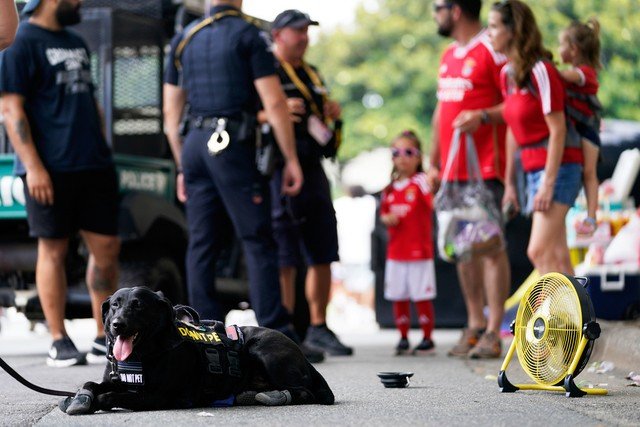 Cães farejadores na Copa do Mundo de Clubes usam botas para proteger patas do calor